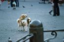 Never Mind the People!, Piazza Navonna, Rome
